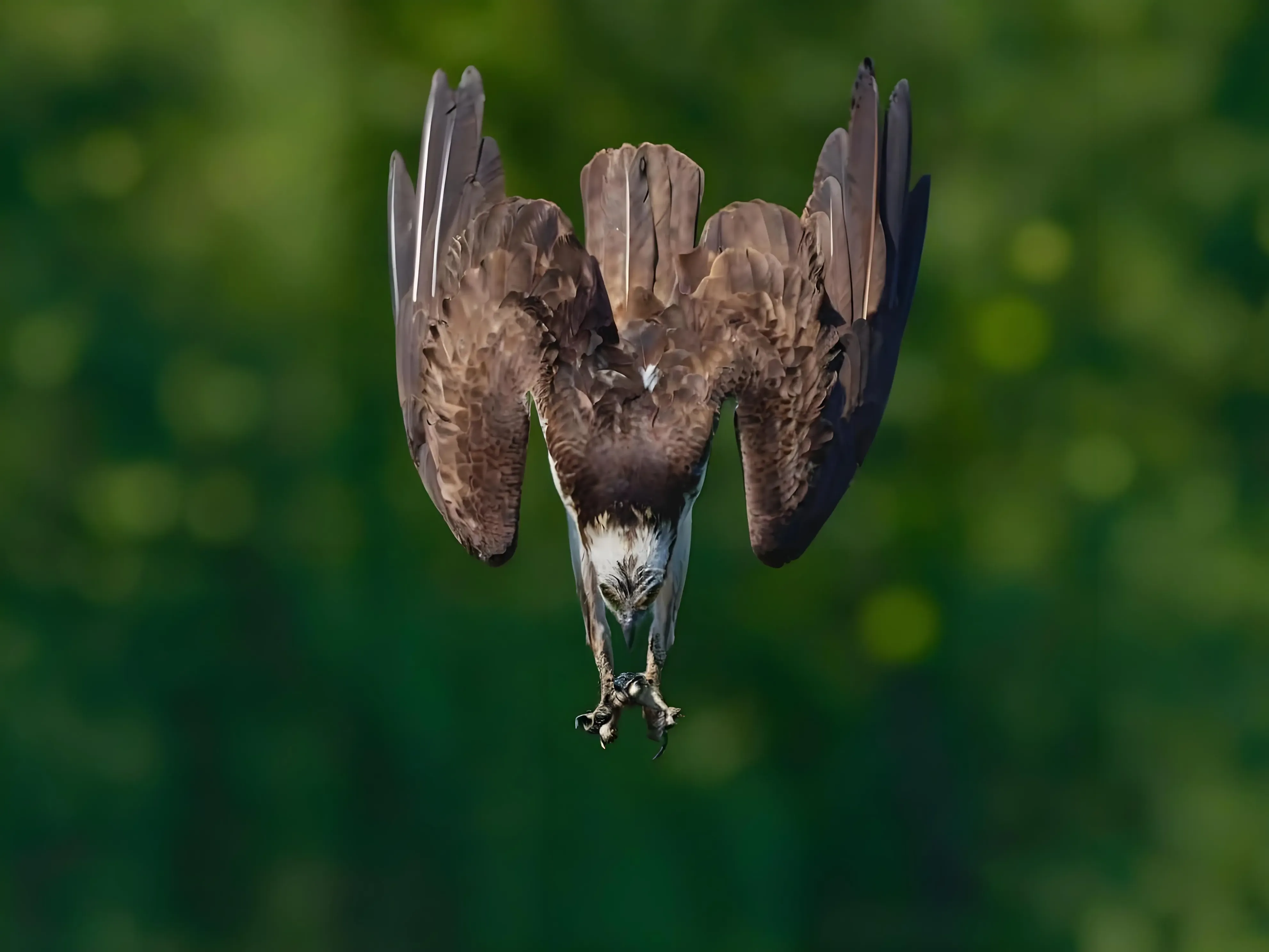 九鼎 加拿大鱼鹰叼鱼引大火烧山？其实除了鱼鹰，还真有鸟会主动放火，澳洲几次火灾皆因它而起！